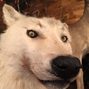 Meet your Posher, Victor